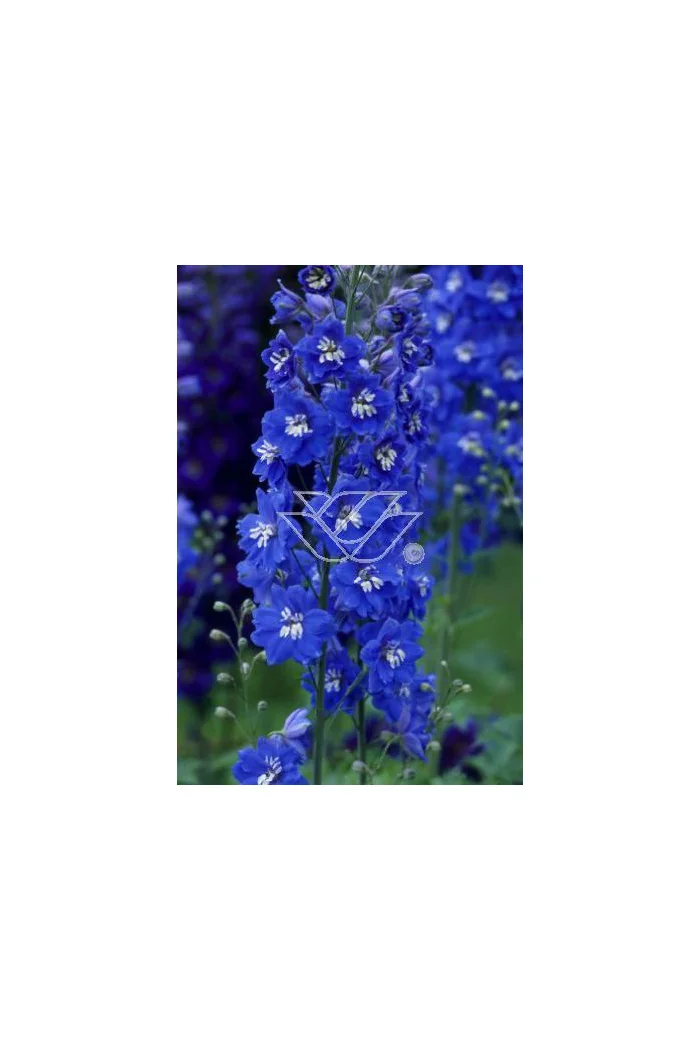 Ostróżka ogrodowa 'Summer Skies' Delphinium