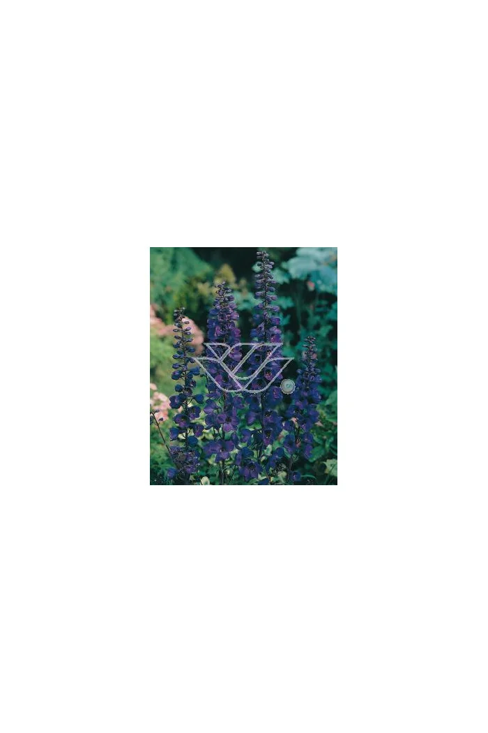 Ostróżka ogrodowa 'Black Knight' Delphinium