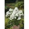 Floks wiechowaty 'Junior Fountain' Phlox panniculata