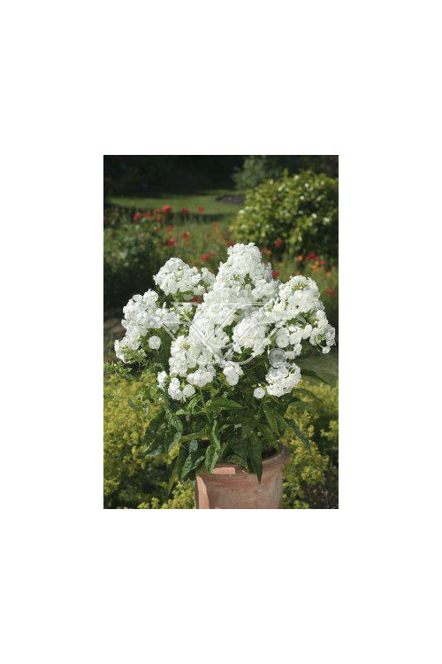 Floks wiechowaty 'Junior Fountain' Phlox panniculata