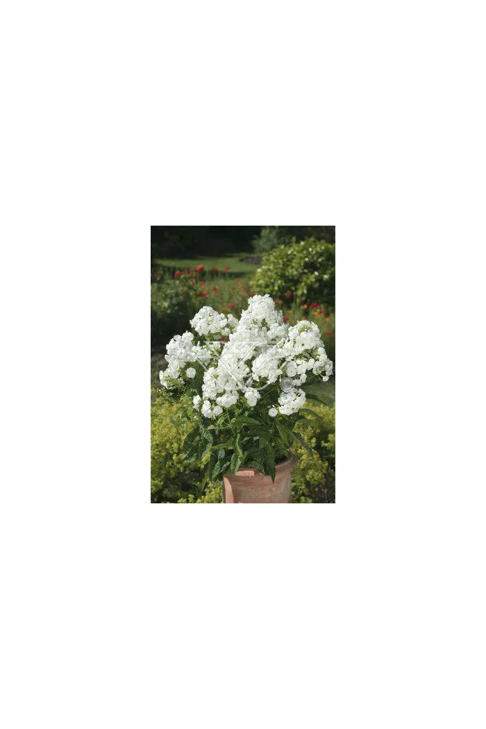 Floks wiechowaty 'Junior Fountain' Phlox panniculata