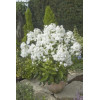 Floks wiechowaty 'Junior Fountain' Phlox panniculata