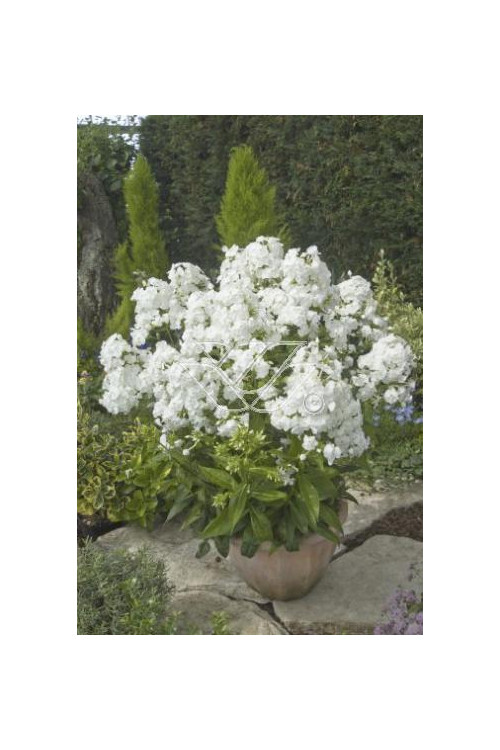 Floks wiechowaty 'Junior Fountain' Phlox panniculata