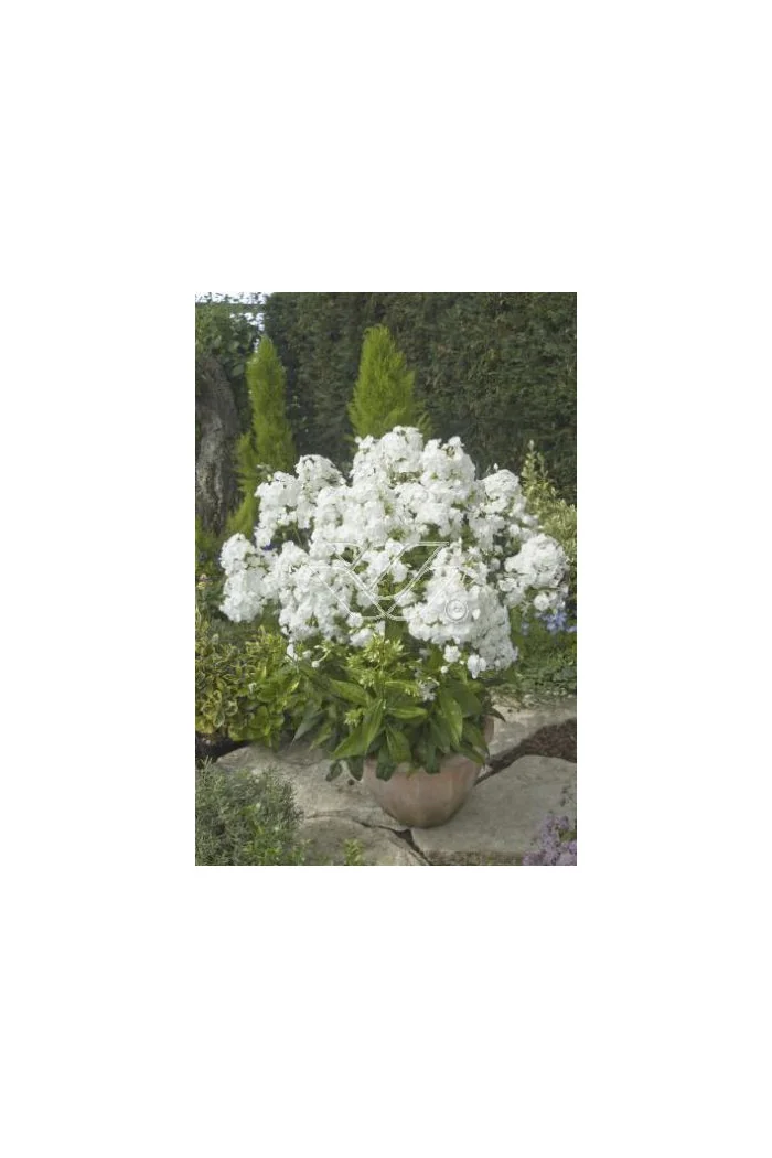 Floks wiechowaty 'Junior Fountain' Phlox panniculata