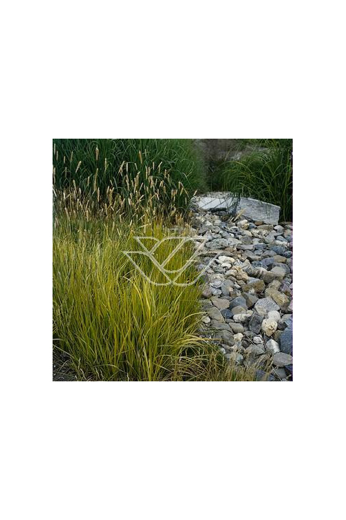 Wyczyniec łąkowy 'Aureovariegatus' | Alopecurus pratensis