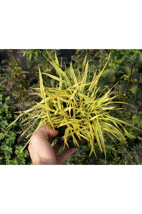 Wyczyniec łąkowy 'Aureovariegatus' | Alopecurus pratensis