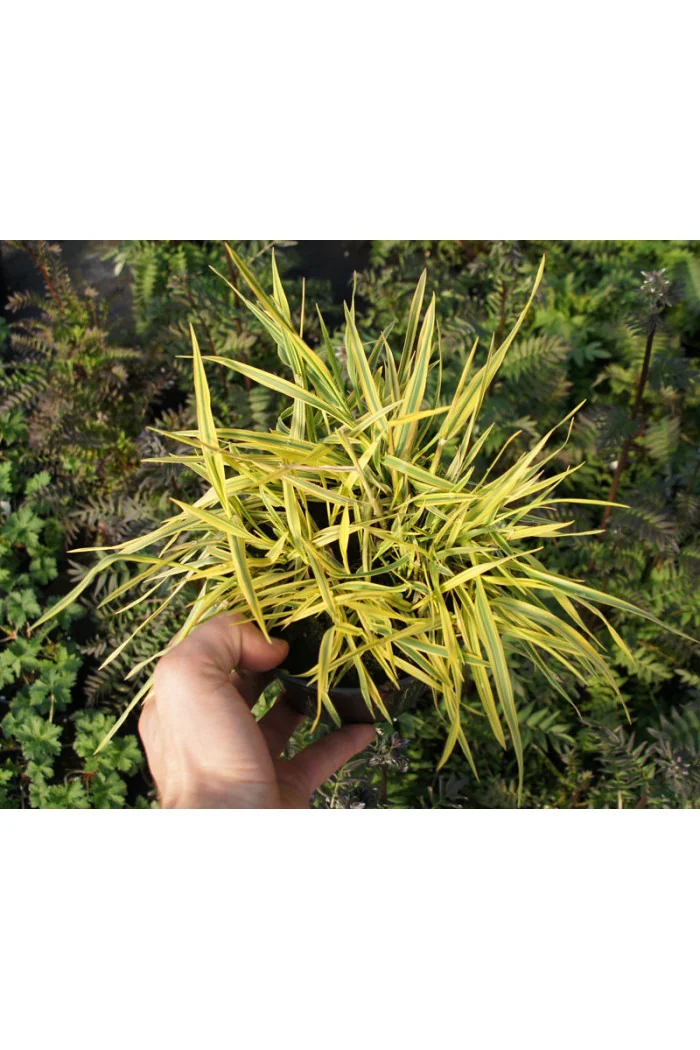 Wyczyniec łąkowy 'Aureovariegatus' | Alopecurus pratensis