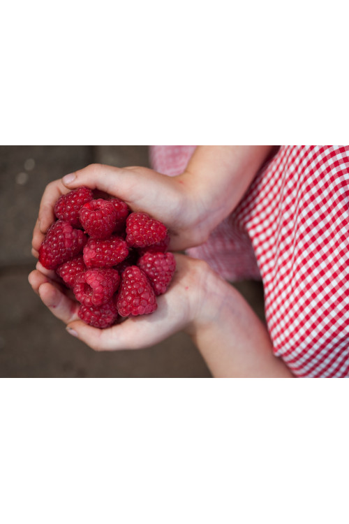 Malina 'Polka' | Rubus idaeus