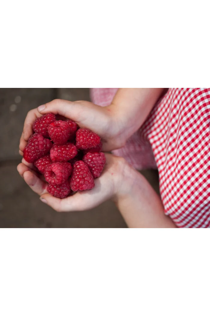 Malina 'Polka' | Rubus idaeus