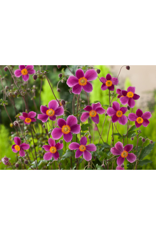 Zawilec japoński 'Splendens' | Anemone japonica