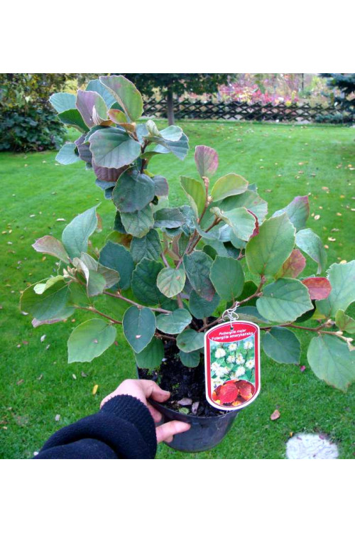 Fotergilla Gardena | Fothergilla gardenii