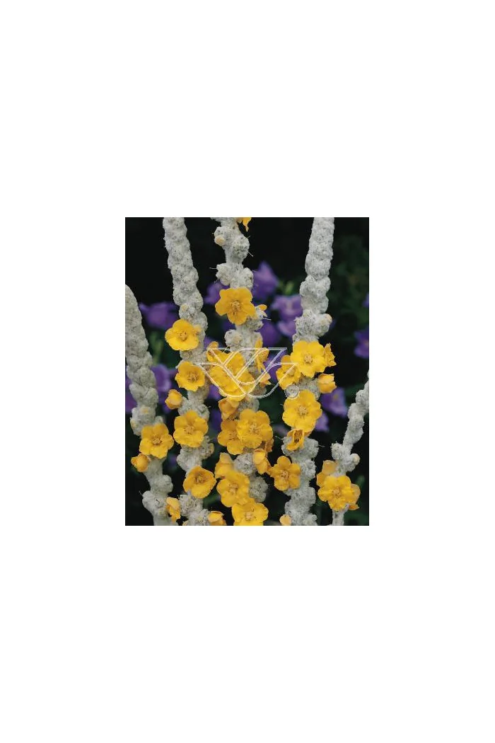 Dziewanna omączona Verbascum bombyciferum