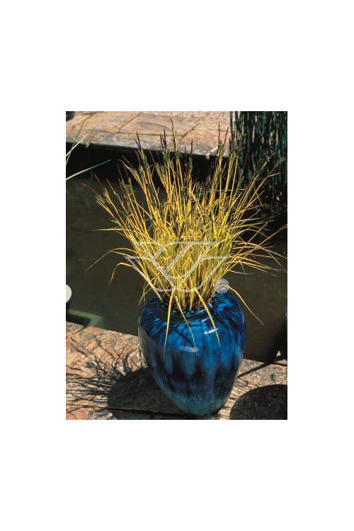 turzyca, turzyca morrowa, turzyca Silver Sceptre, carex