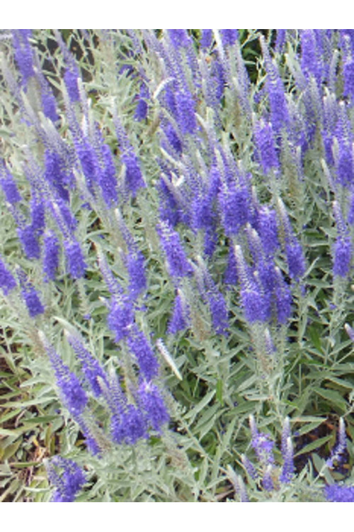 Przetacznik kłosowy 'Silberteppich' Veronica incana