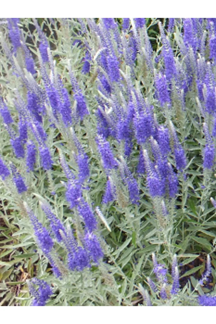 Przetacznik kłosowy 'Silberteppich' Veronica incana