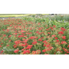 Krwawnik pospolity 'Paprika' | Achillea millefolia