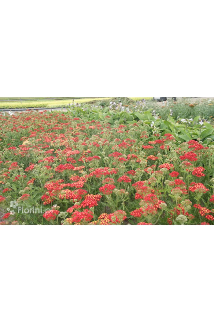 Krwawnik pospolity 'Paprika' | Achillea millefolia