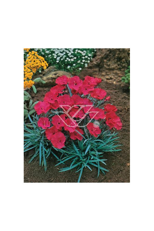 Goździk siny 'Badenia' Dianthus gratianopolitanus