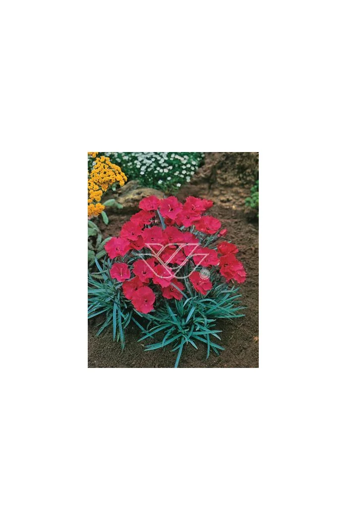 Goździk siny 'Badenia' Dianthus gratianopolitanus