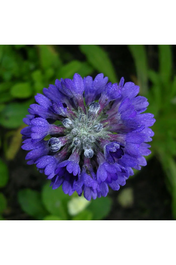 Pierwiosnek główkowaty Primula capitata ssp. Moreana