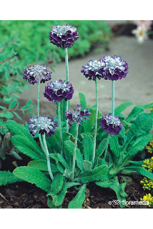 Pierwiosnek główkowaty Primula capitata ssp. Moreana