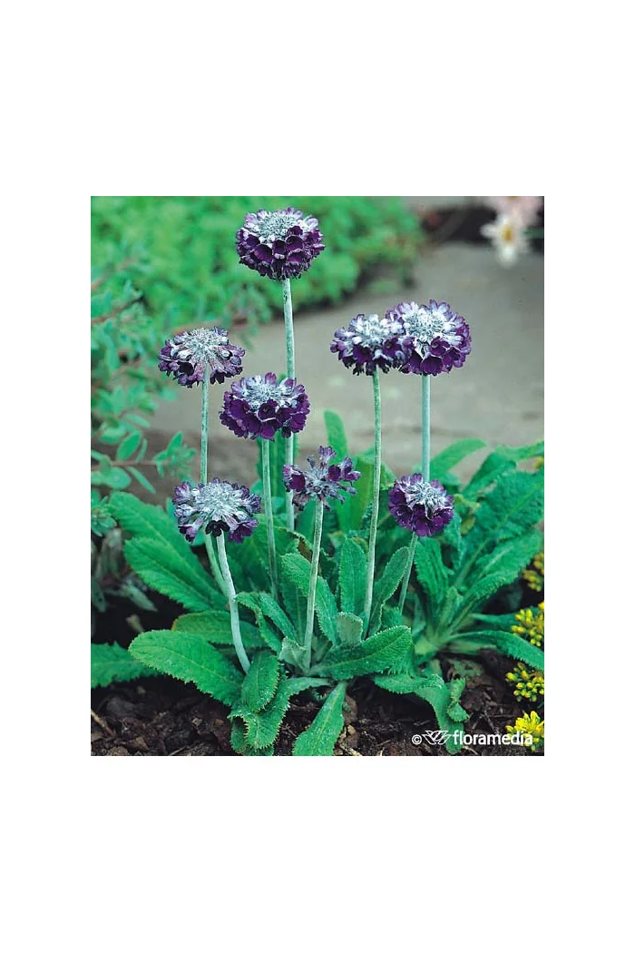 Pierwiosnek główkowaty Primula capitata ssp. Moreana