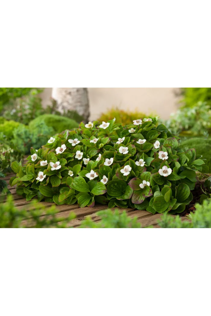 Dereń kanadyjski | Cornus canadensis