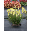 Trytoma 'Poco Citron' | Kniphofia