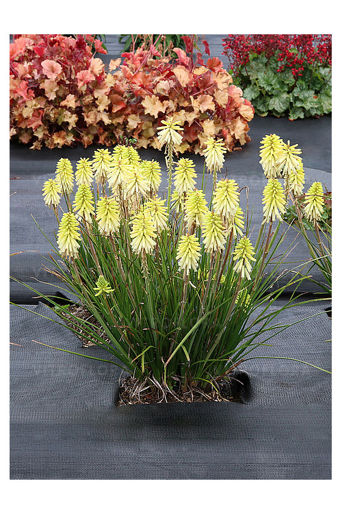 Trytoma 'Poco Citron' | Kniphofia