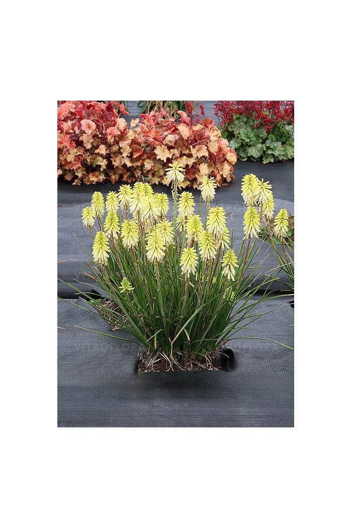 Trytoma 'Poco Citron' | Kniphofia