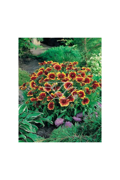 Gailardia 'Bijou' Gailardia