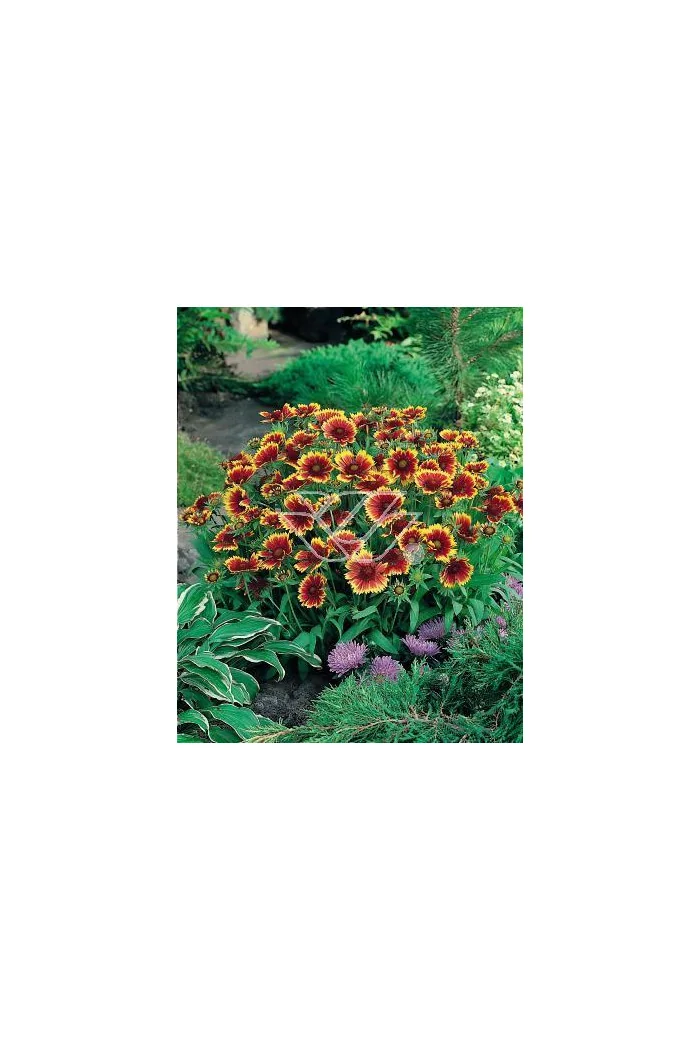 Gailardia 'Bijou' Gailardia