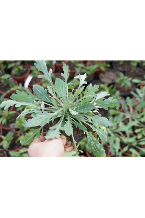 Gailardia 'Bijou' Gailardia