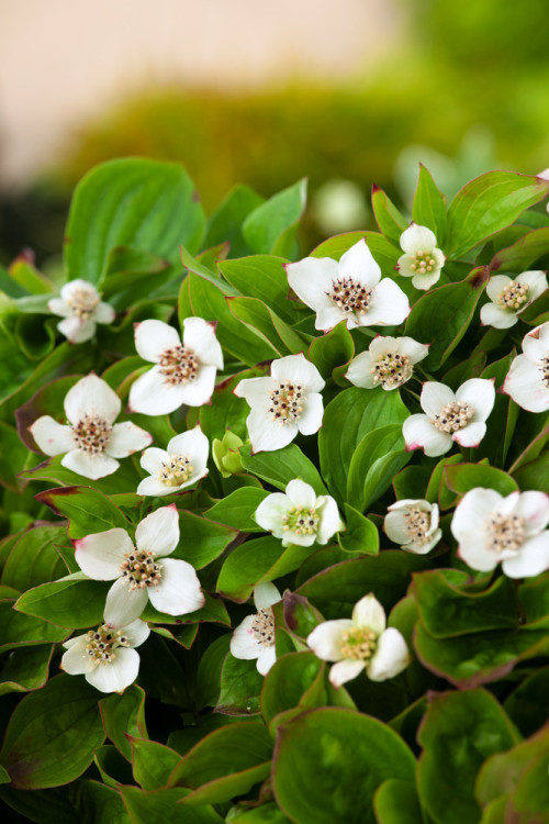 Dereń kanadyjski | Cornus canadensis