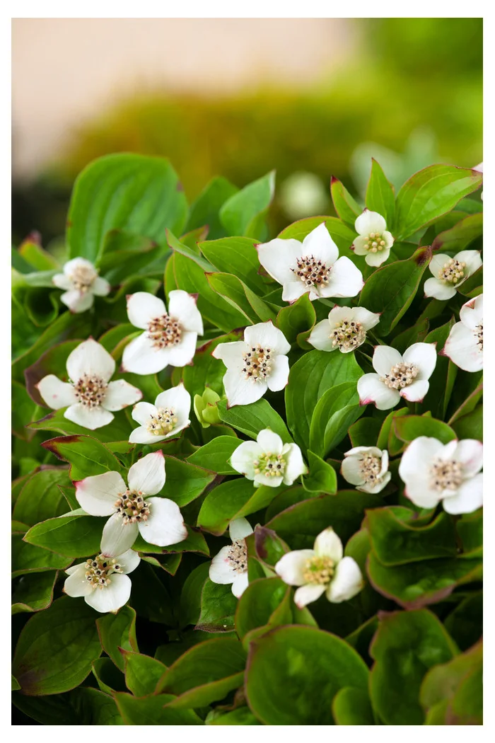 Dereń kanadyjski | Cornus canadensis