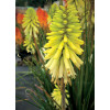 Trytoma 'Poco Citron' | Kniphofia