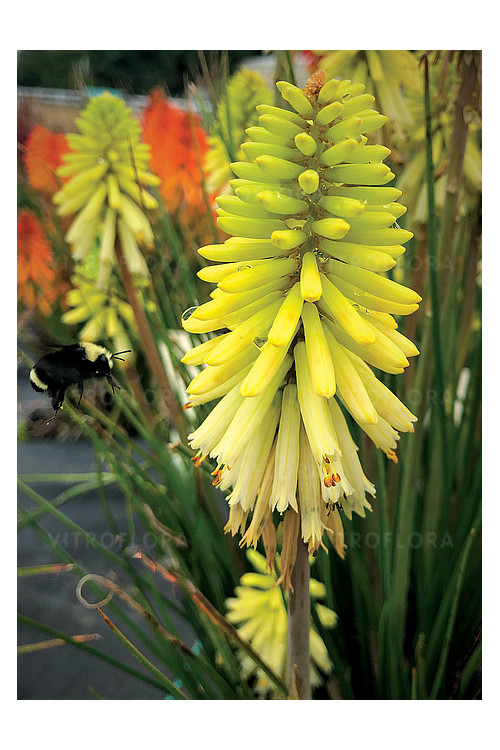 Trytoma 'Poco Citron' | Kniphofia
