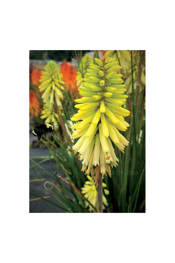 Trytoma 'Poco Citron' | Kniphofia