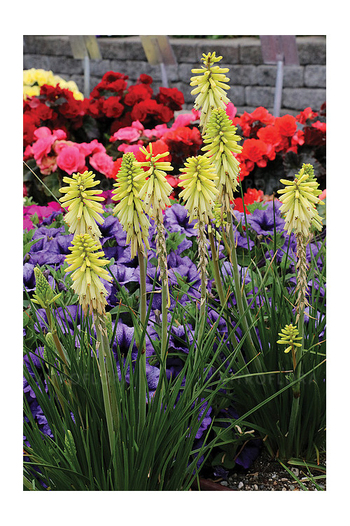 Trytoma 'Poco Citron' | Kniphofia