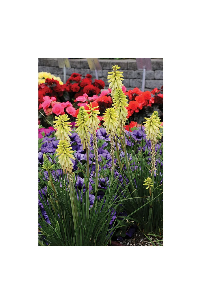 Trytoma 'Poco Citron' | Kniphofia