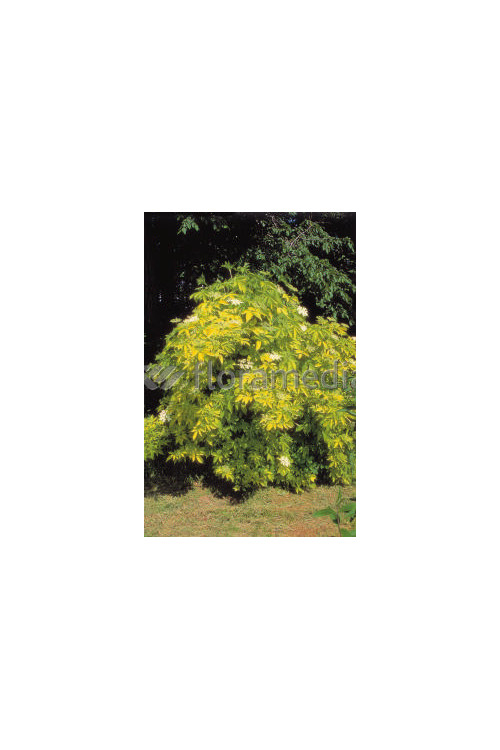 Bez koralowy 'Plumosa Aurea' | Sambucus racemosa
