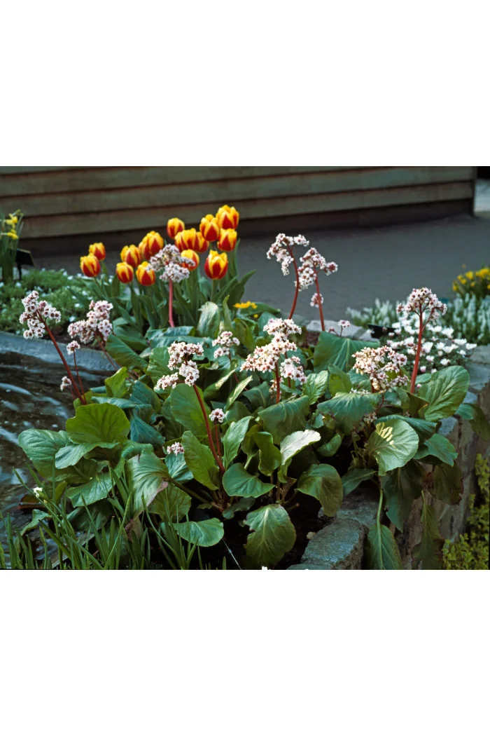 Bergenia sercolistna 'Silberlicht' Bergenia cordifolia