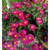 Aster krzaczasty 'Jenny' | Aster dumosus