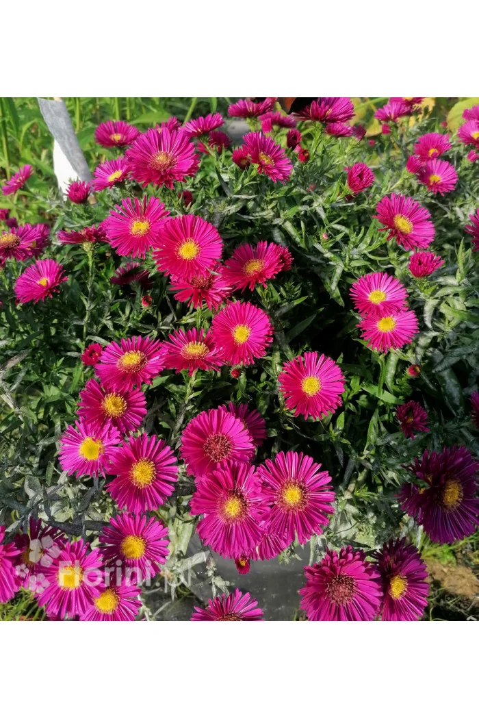 Aster krzaczasty 'Jenny' | Aster dumosus