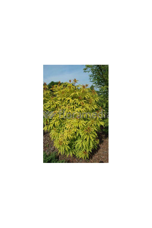 Bez koralowy 'Plumosa Aurea' | Sambucus racemosa