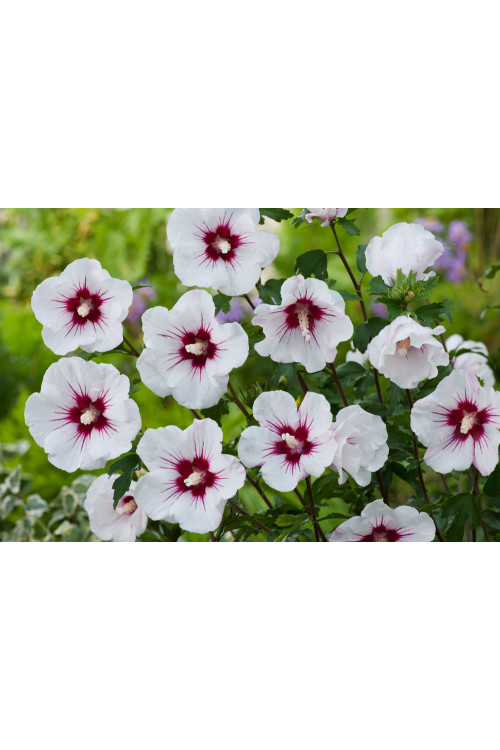 Ketmia syryjska 'Red Heart' | Hibiscus syriacus