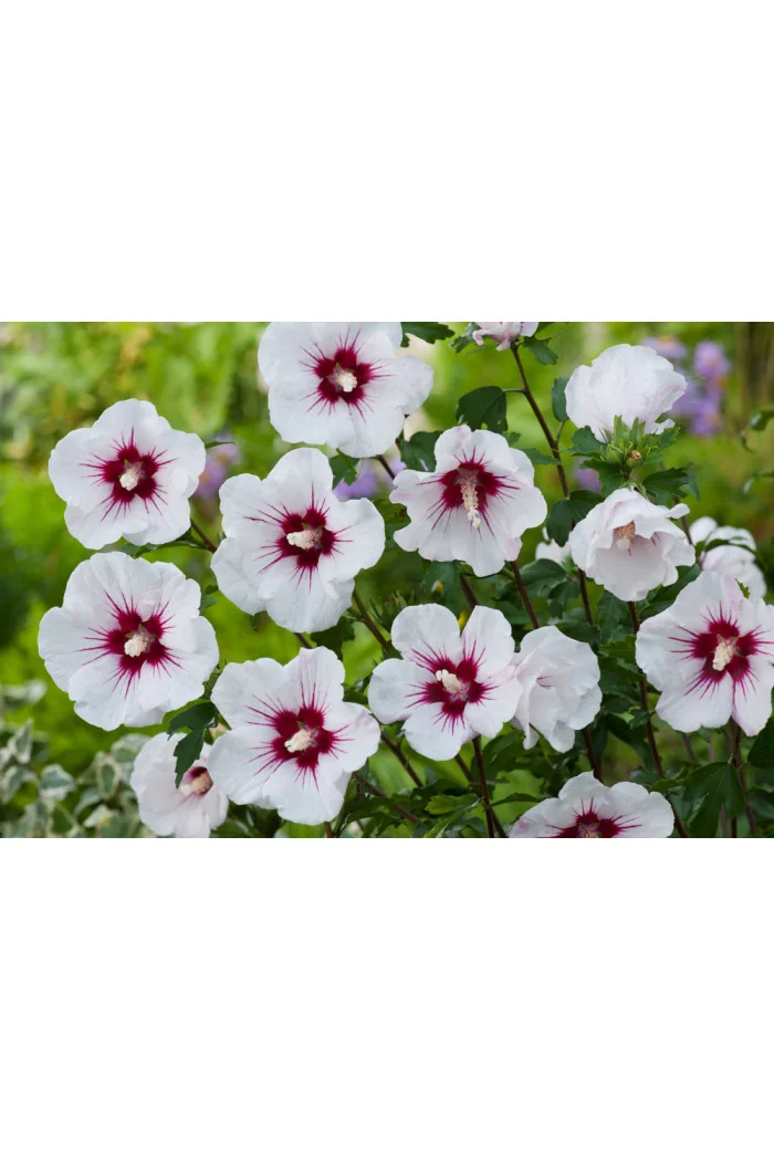 Ketmia syryjska 'Red Heart' | Hibiscus syriacus