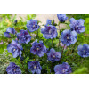 Ketmia syryjska 'Blue Chiffon' Hibiscus syriacus