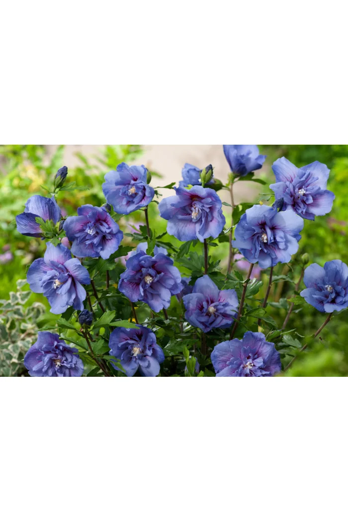 Ketmia syryjska 'Blue Chiffon' Hibiscus syriacus