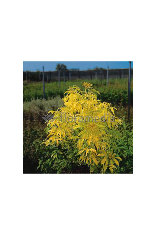 Bez koralowy 'Plumosa Aurea' | Sambucus racemosa